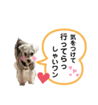 シュナのサニーちゃん♀と黒豆くん♂（個別スタンプ：7）