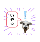 シュナのサニーちゃん♀と黒豆くん♂（個別スタンプ：10）
