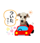シュナのサニーちゃん♀と黒豆くん♂（個別スタンプ：12）