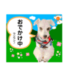 シュナのサニーちゃん♀と黒豆くん♂（個別スタンプ：13）