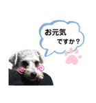 シュナのサニーちゃん♀と黒豆くん♂（個別スタンプ：15）