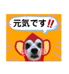 シュナのサニーちゃん♀と黒豆くん♂（個別スタンプ：16）