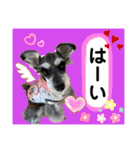 シュナのサニーちゃん♀と黒豆くん♂（個別スタンプ：22）