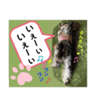 シュナのサニーちゃん♀と黒豆くん♂（個別スタンプ：23）