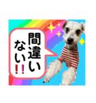 シュナのサニーちゃん♀と黒豆くん♂（個別スタンプ：30）