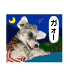 シュナのサニーちゃん♀と黒豆くん♂（個別スタンプ：31）