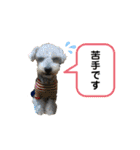 シュナのサニーちゃん♀と黒豆くん♂（個別スタンプ：32）