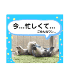 シュナのサニーちゃん♀と黒豆くん♂（個別スタンプ：34）