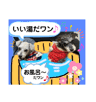 シュナのサニーちゃん♀と黒豆くん♂（個別スタンプ：38）