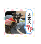 シュナのサニーちゃん♀と黒豆くん♂（個別スタンプ：39）