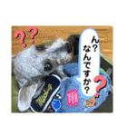シュナのサニーちゃん♀と黒豆くん♂（個別スタンプ：40）