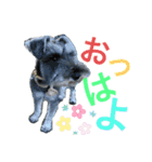 シュナのしゃん＆あんず（個別スタンプ：2）