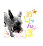 シュナのしゃん＆あんず（個別スタンプ：5）