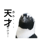 ケープペンギンの日常（個別スタンプ：1）