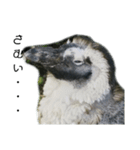 ケープペンギンの日常（個別スタンプ：2）