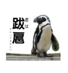 ケープペンギンの日常（個別スタンプ：4）