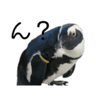 ケープペンギンの日常（個別スタンプ：5）