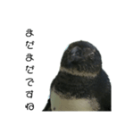 ケープペンギンの日常（個別スタンプ：6）