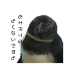 ケープペンギンの日常（個別スタンプ：7）