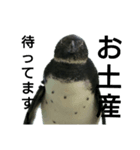 ケープペンギンの日常（個別スタンプ：8）