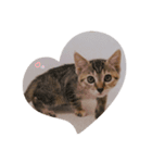 ねこちゃんスタンプ（てて）（個別スタンプ：4）