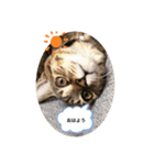 ねこちゃんスタンプ（てて）（個別スタンプ：5）