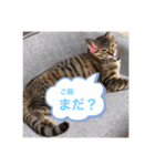 ねこちゃんスタンプ（てて）（個別スタンプ：7）