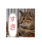 ねこちゃんスタンプ（てて）（個別スタンプ：8）