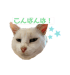 白猫スノーの日常4（個別スタンプ：1）