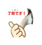 白猫スノーの日常4（個別スタンプ：7）