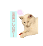 白猫スノーの日常4（個別スタンプ：8）