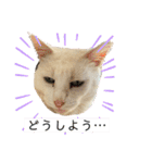 白猫スノーの日常4（個別スタンプ：12）
