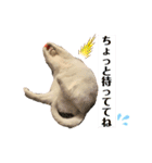 白猫スノーの日常4（個別スタンプ：14）
