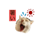 白猫スノーの日常4（個別スタンプ：15）