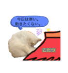 白猫スノーの日常4（個別スタンプ：16）