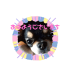 チワワのチャーリー 1+（個別スタンプ：2）