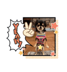 チワワのチャーリー 1+（個別スタンプ：8）