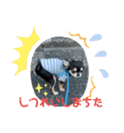 チワワのチャーリー 1+（個別スタンプ：12）