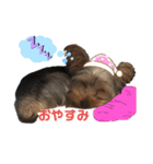 むぎ（犬）のすたんぷ（個別スタンプ：2）