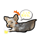 むぎ（犬）のすたんぷ（個別スタンプ：3）