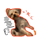 むぎ（犬）のすたんぷ（個別スタンプ：5）