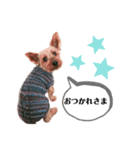 ヨーキー♡COCO①（個別スタンプ：2）