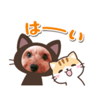 ヨーキー♡COCO①（個別スタンプ：6）