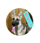 ラッキーの子犬達（個別スタンプ：3）