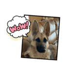 ラッキーの子犬達（個別スタンプ：7）