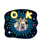 ラッキーの子犬達（個別スタンプ：12）