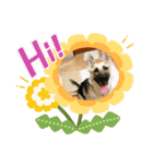 ラッキーの子犬達（個別スタンプ：15）