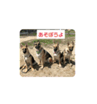 ラッキーの子犬達（個別スタンプ：21）