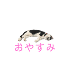 コマ達のスタンプ（個別スタンプ：1）