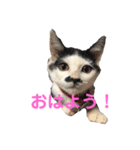 コマ達のスタンプ（個別スタンプ：2）